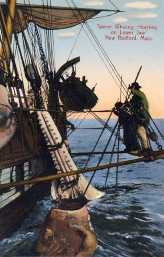 Whaling Scene 1 Hoisting up the   lower jaw - www.WhalingCity.net